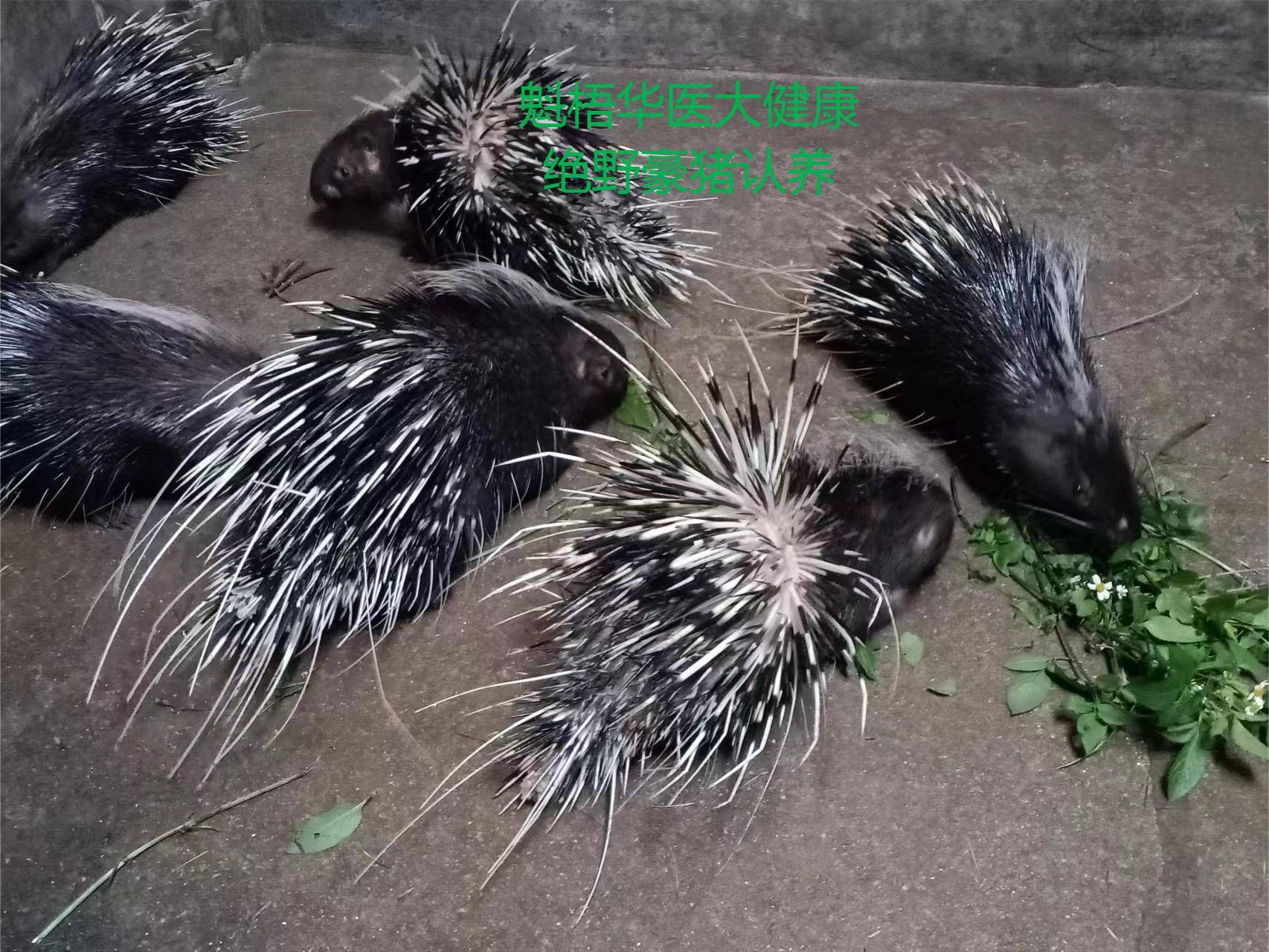 最新豪猪回收商家方法分析(最方便真实的云南豪猪卖去什么地方方法)
